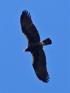 Extremadura - Winter birding bonanza! : Jan 2014 Trip Report